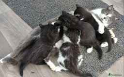 British Longhair cats for sale: 5 kitten - Image 1