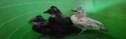 Chickens poultry for sale: 4 week old mixed Bantams  - Advert 5