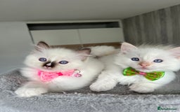 Ragdoll cats for sale: Registered Ragdoll kittens LAST GIRL HCM/PKD clear - Image 35