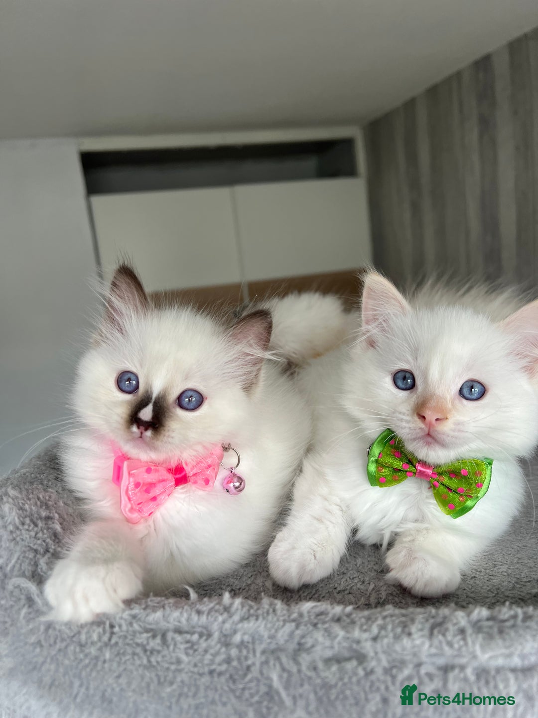 Ragdoll cats for sale: Registered Ragdoll kittens LAST GIRL HCM/PKD clear - Image 35