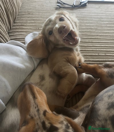 Miniature Dachshund dogs - Advert 3