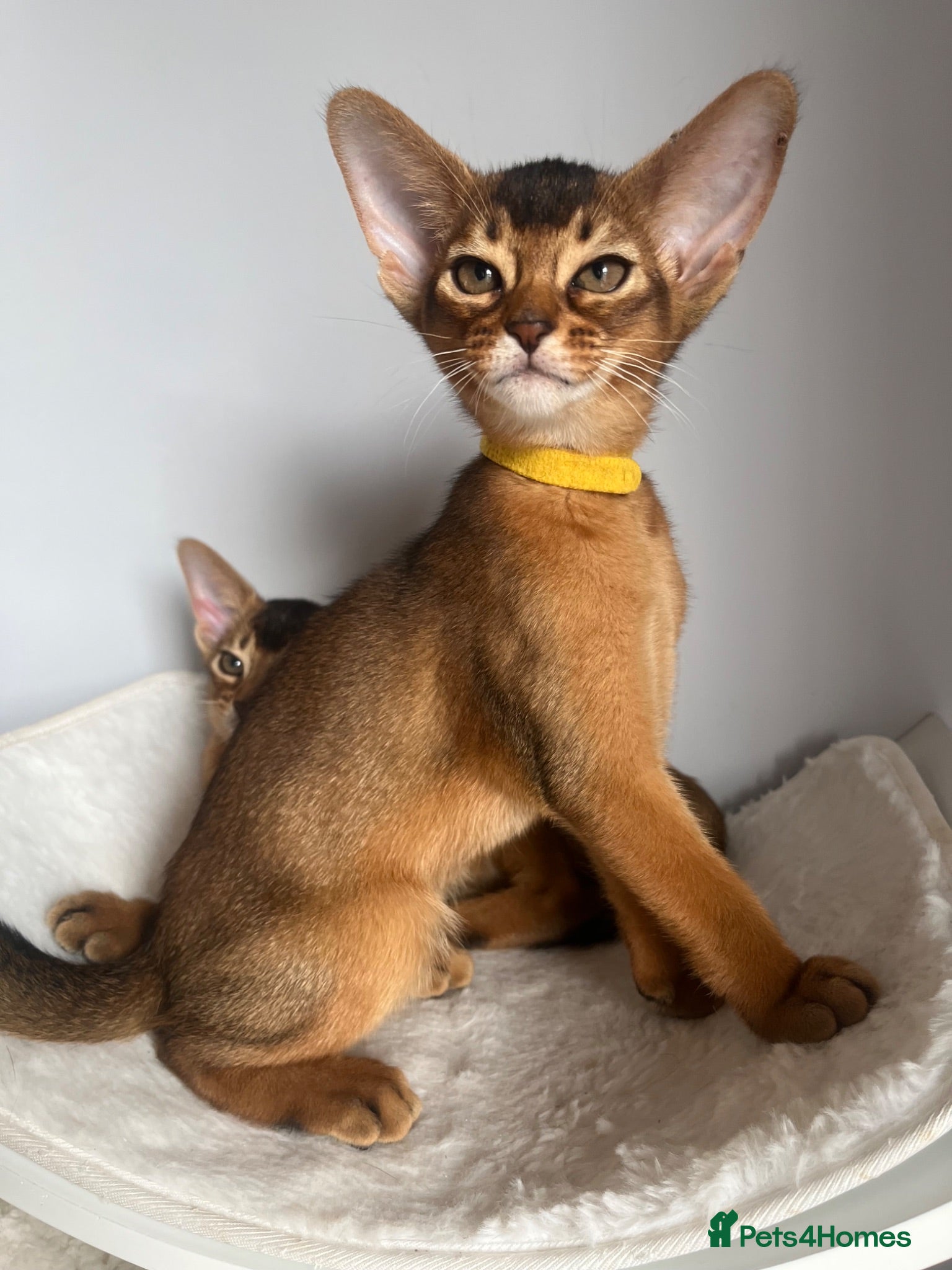 Abyssinian cats Adorable Abyssinian kittens - Advert 2