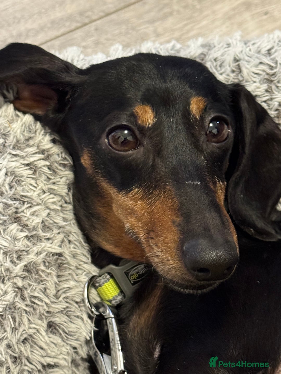 Miniature Dachshund dogs for sale: Boo Black and Tan mini dachshund - Advert 2