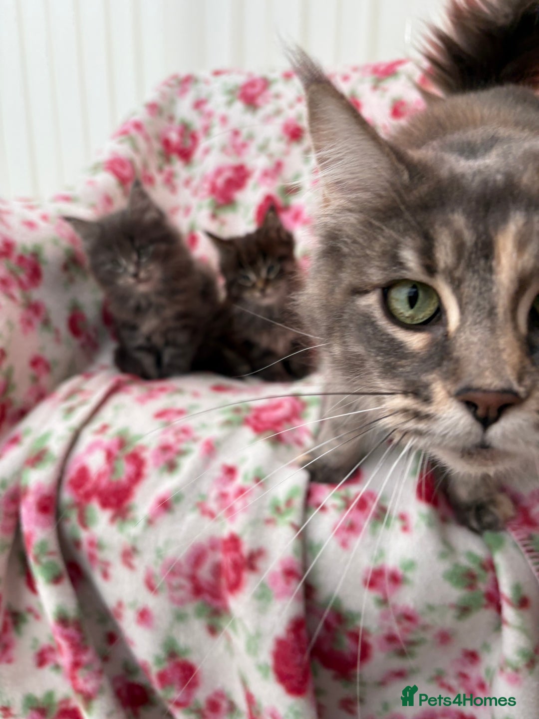 Maine Coon cats for sale: Maine Coon kittens  - Advert 8