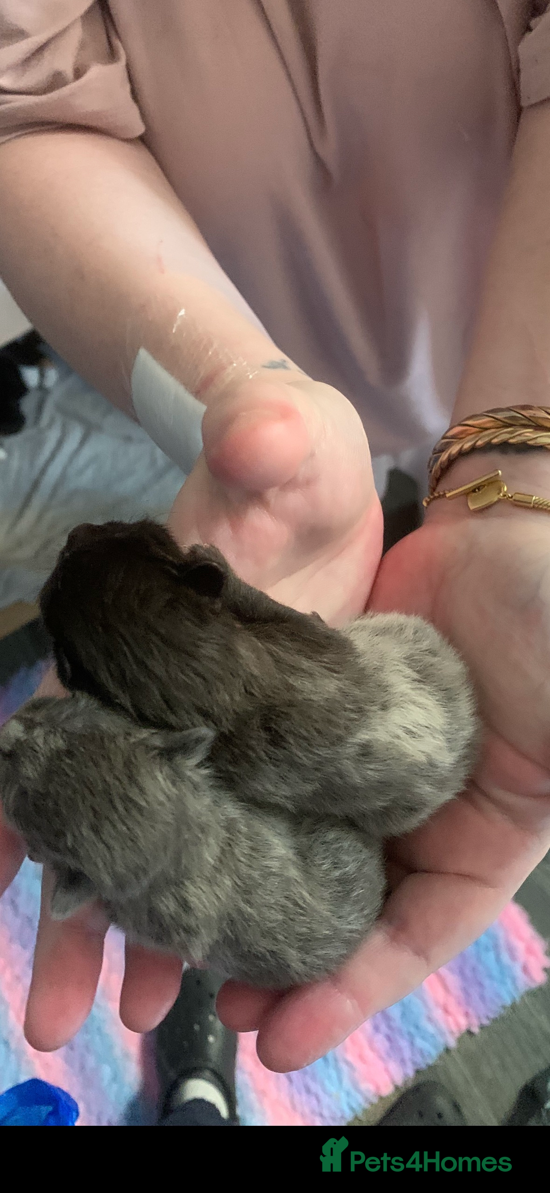 Mixed Breed cats for sale: READY NOW  - Advert 11