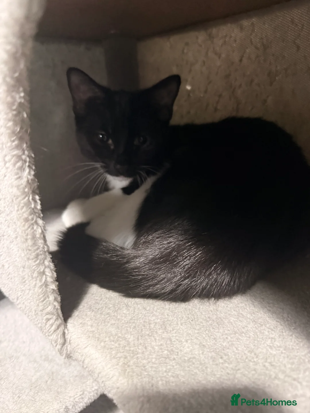 Mixed Breed cats for sale: 3 male kittens  - Advert 2