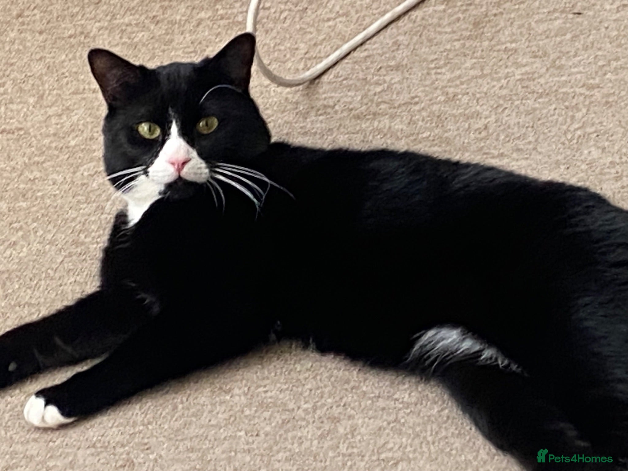 Burmilla cats Female cat for sale (onyx) - Advert 1