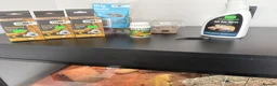 Bearded Dragon reptiles for sale: 11-Month-Old Bearded Dragon with Full Setup in Gravesend - Advert 8