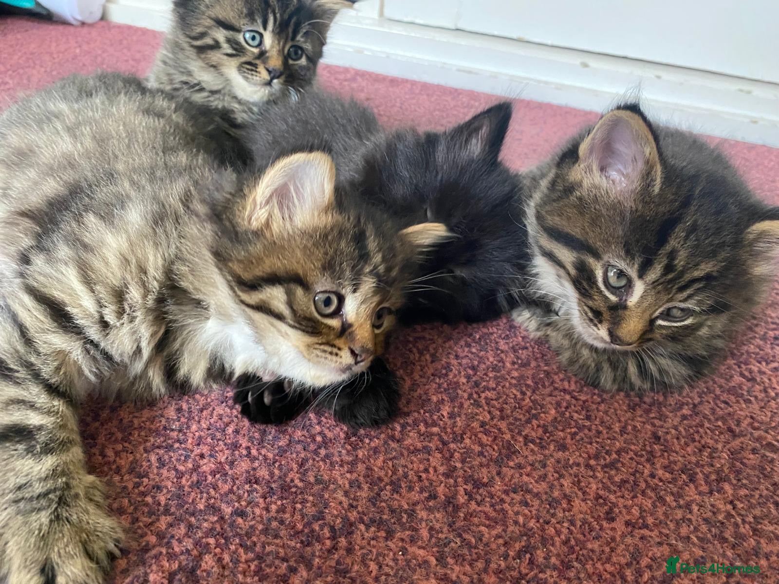 Siberian cats for sale: ADORABLE SIBERIAN X RUSSIAN BLUE MIX - Advert 3