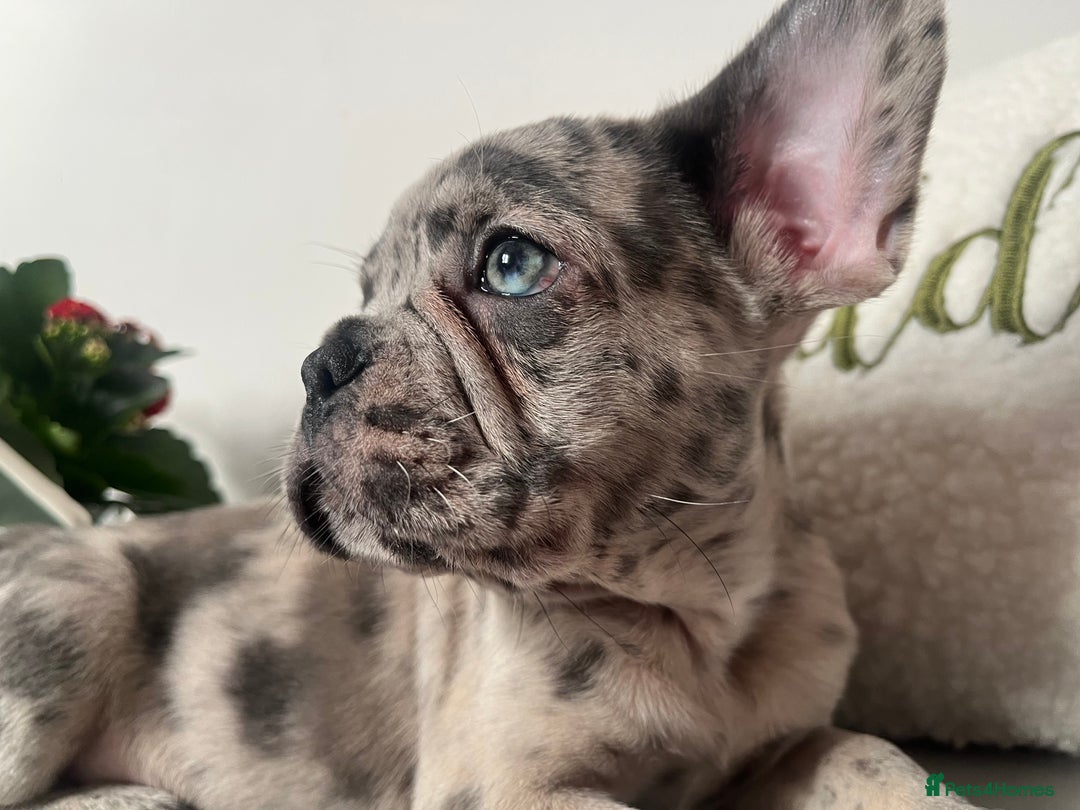 French Bulldog dogs for sale: 3 FRENCHIE MALE PUPS LEFT - Advert 8