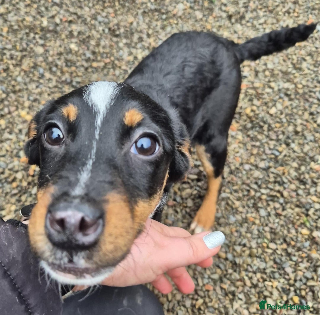 Mixed Breed dogs for adoption: Faith - In Ayr Looking for a home <3  - Advert 7