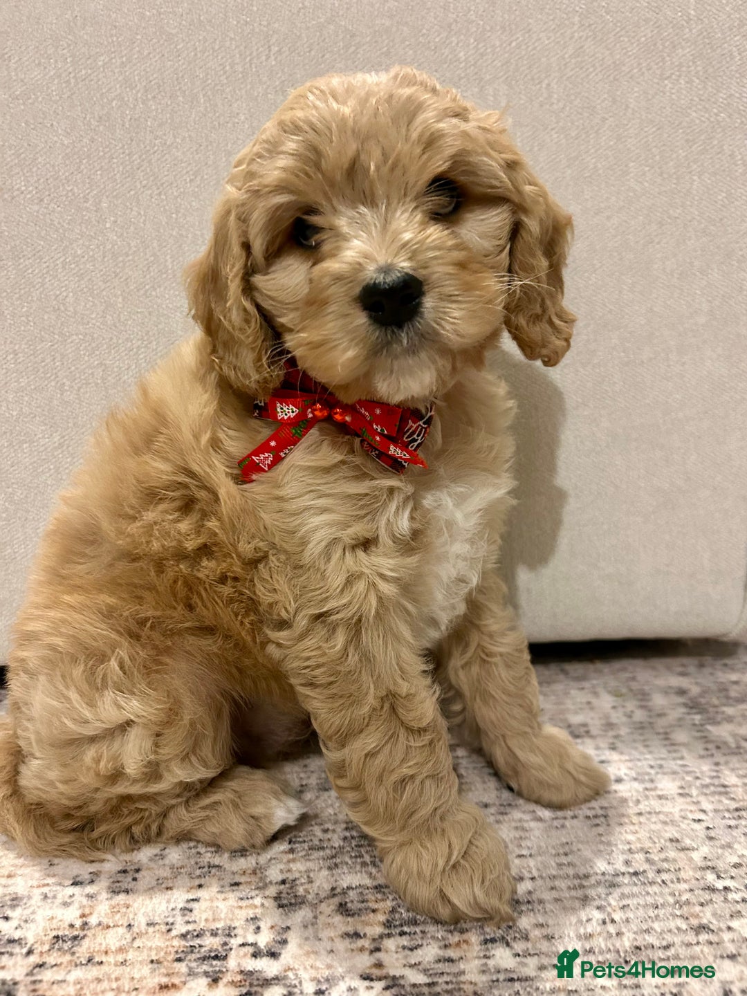 Cavapoo dogs for sale: Rare unique moyen Cavapoos (last female)  - Advert 2