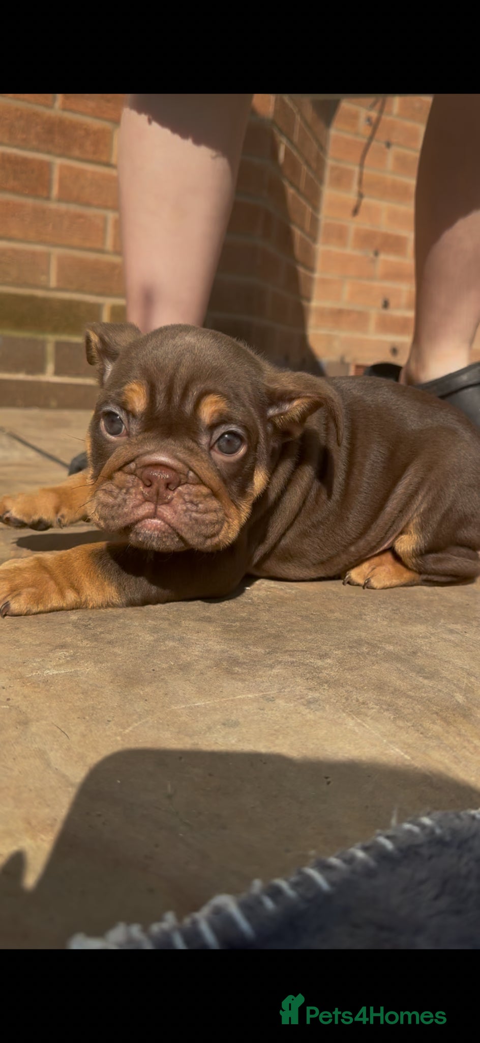 English Bulldog dogs Bettie x sorento son of 007 ready to leave🧬 - Advert 6