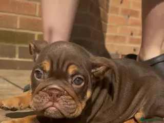 English Bulldog dogs Bettie x sorento son of 007 ready to leave🧬 - Advert 6
