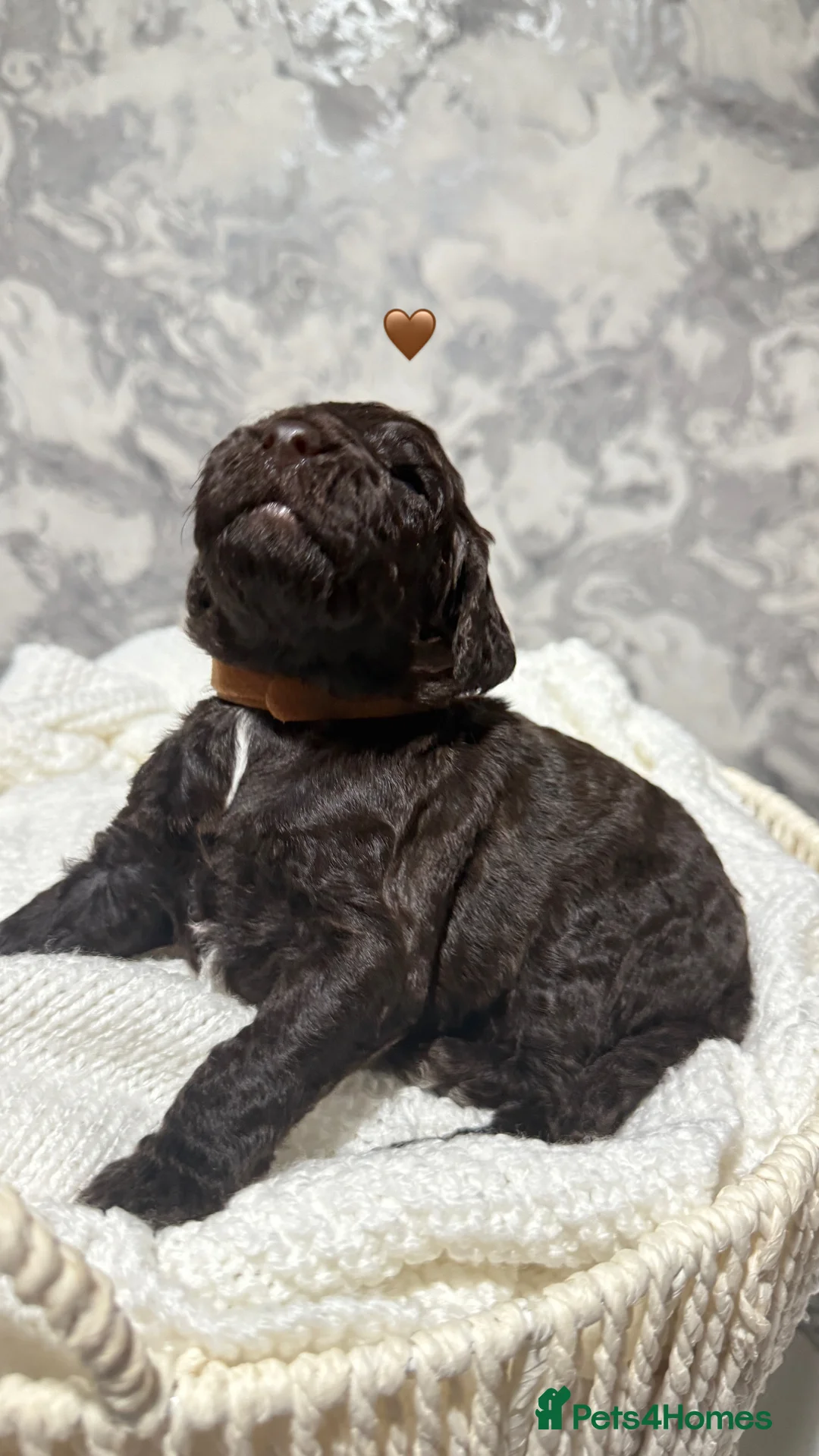 Sproodle dogs for sale: 4 Beautiful Sproodle Puppies - Ready soon 🐾 - Advert 15