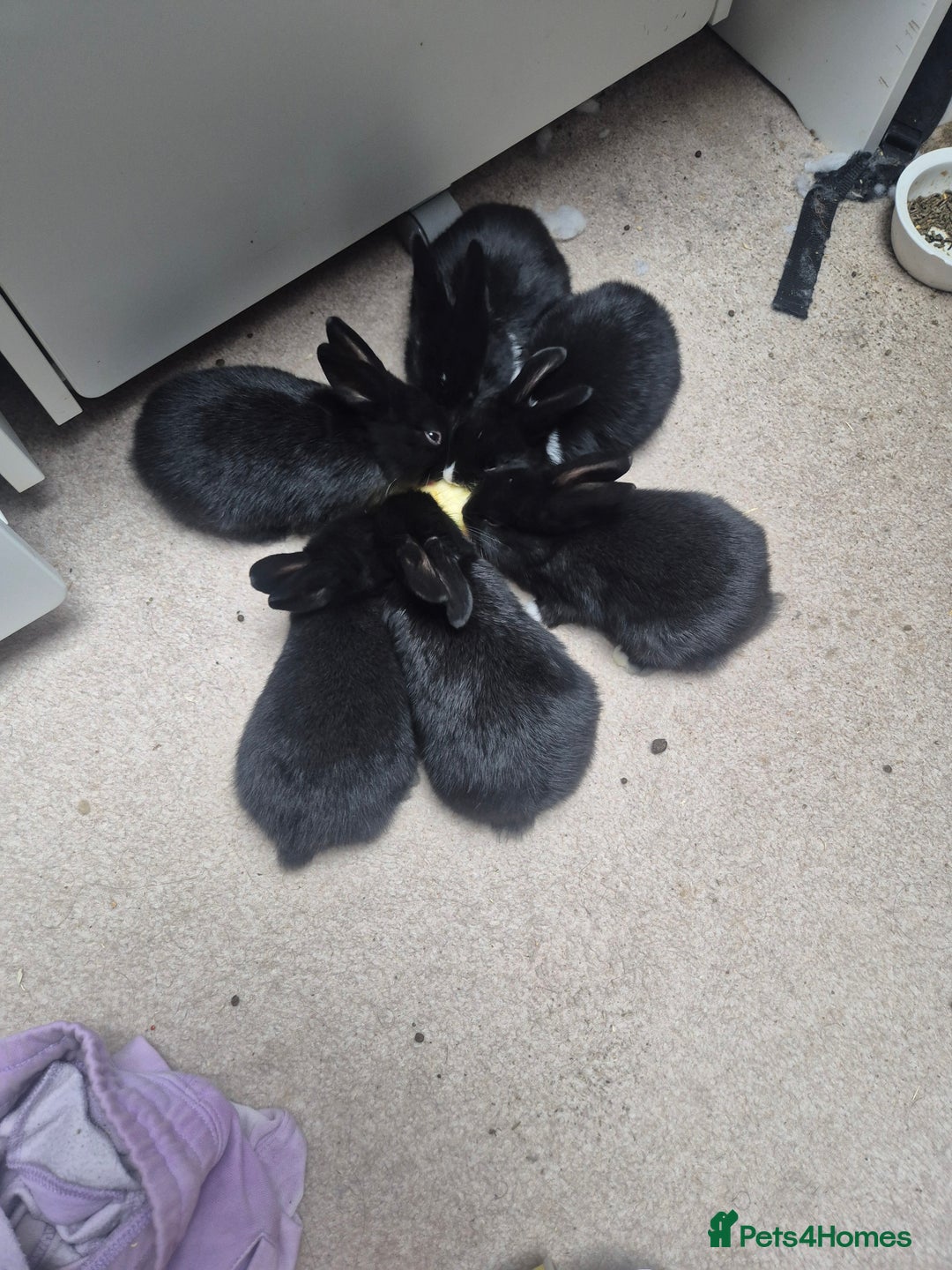Mini Lop rabbits for sale: 5 Black and White Dutch x Mini Lop Babies - Advert 4