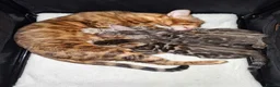 Bengal cats for sale: Show Quality Bengal Kittens – 5★ Licensed Cattery - Advert 30
