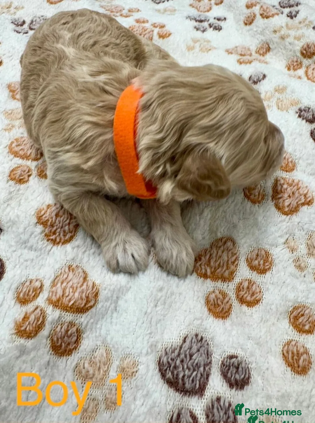 Cockapoo dogs for sale:  Stunning litter of Cockapoo puppies for sale. in Poole - Advert 5