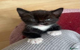 American Shorthair cats for sale: 4 male kittens for sale! - Image 27