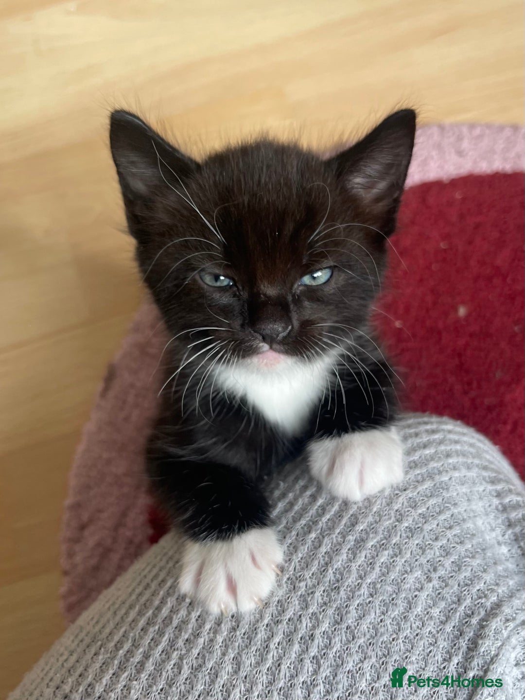 American Shorthair cats for sale: 4 male kittens for sale! - Image 27