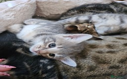 Savannah cats for sale: Beautiful Savannah cross kittens for sale - Advert 4