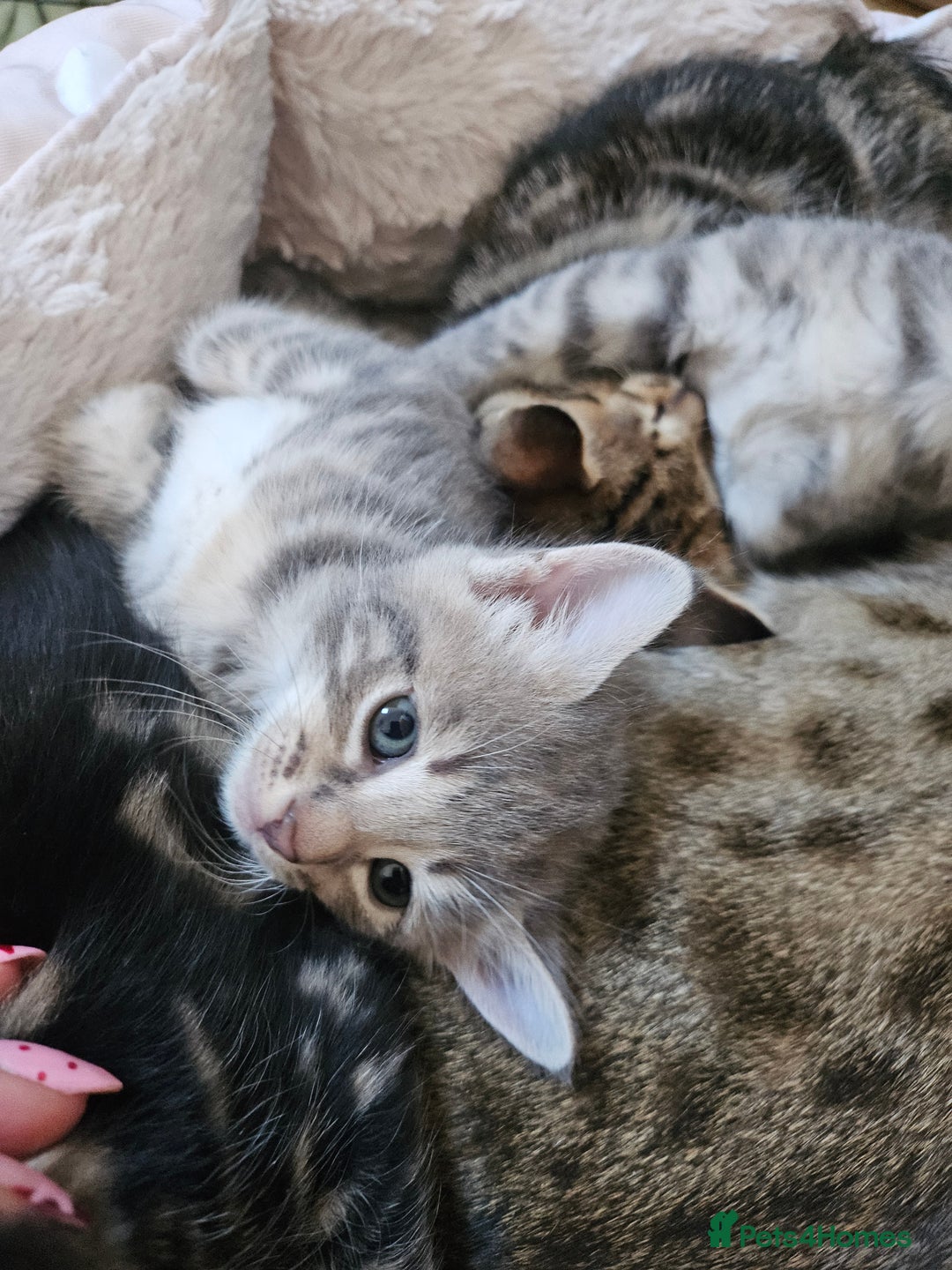 Savannah cats for sale: Beautiful Savannah cross kittens for sale - Advert 4