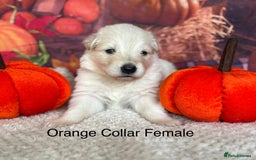 German Shepherd dogs for sale: KC White & Black&Tan German Shepherd Puppies!👀🏡 - Image 4