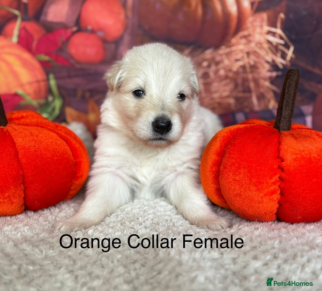 German Shepherd dogs for sale: KC White & Black&Tan German Shepherd Puppies!👀🏡 - Image 4