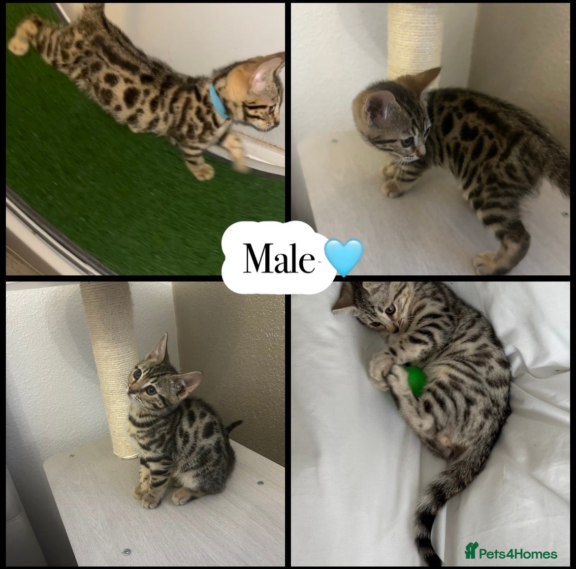 Mixed Breed cats Bengal X British short hair adorable kittens  - Advert 6