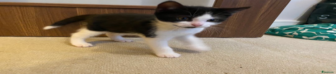 British Shorthair Kitten 2