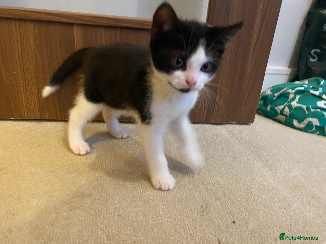 British Shorthair cats for sale: kittens ready now for new home - Image 13