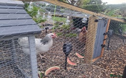 Chickens poultry for sale: Laying Hens 4 Sale  - Image 2
