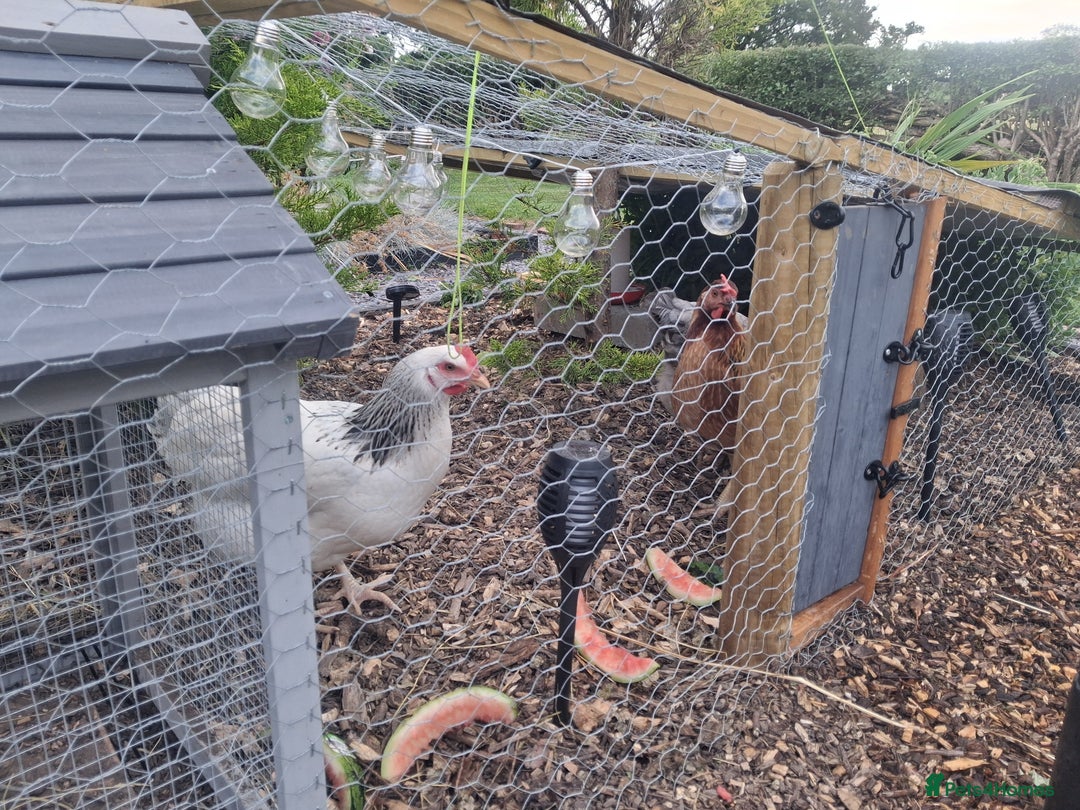 Chickens poultry for sale: Laying Hens 4 Sale  - Image 2