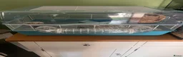 Hamster rodents for sale: Roborovski hamster and cage  - Advert 3