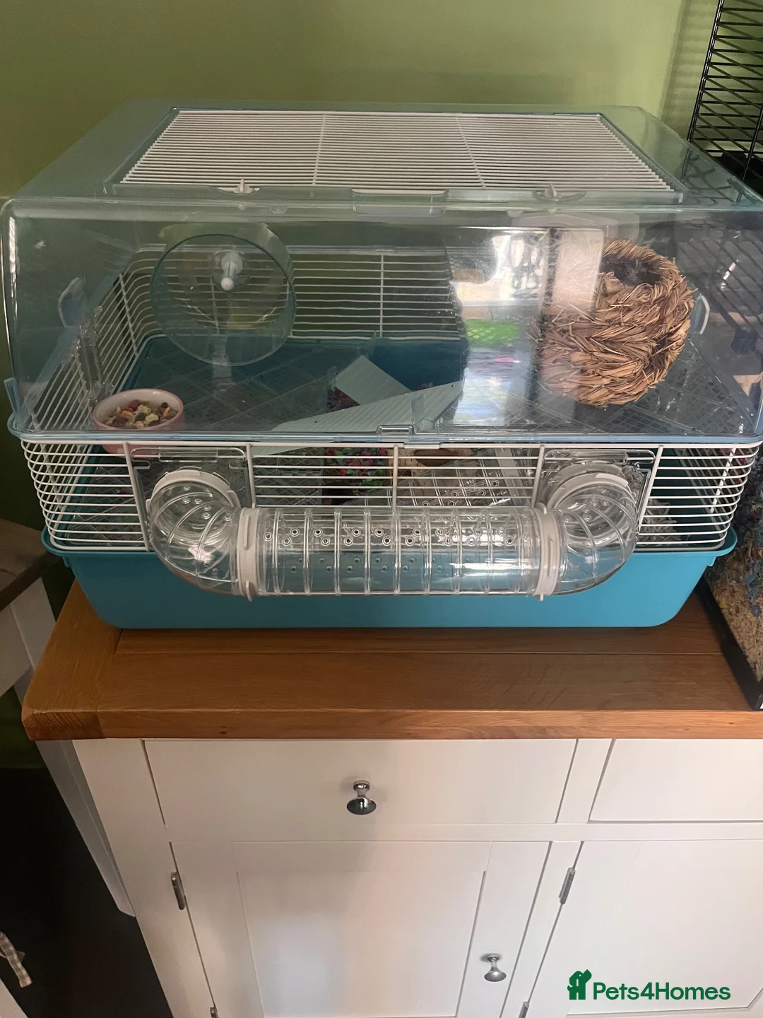 Hamster rodents for sale: Roborovski hamster and cage  - Advert 3