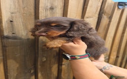 Miniature Dachshund dogs for sale: Beautiful longhaired dachshund girl  - Image 1