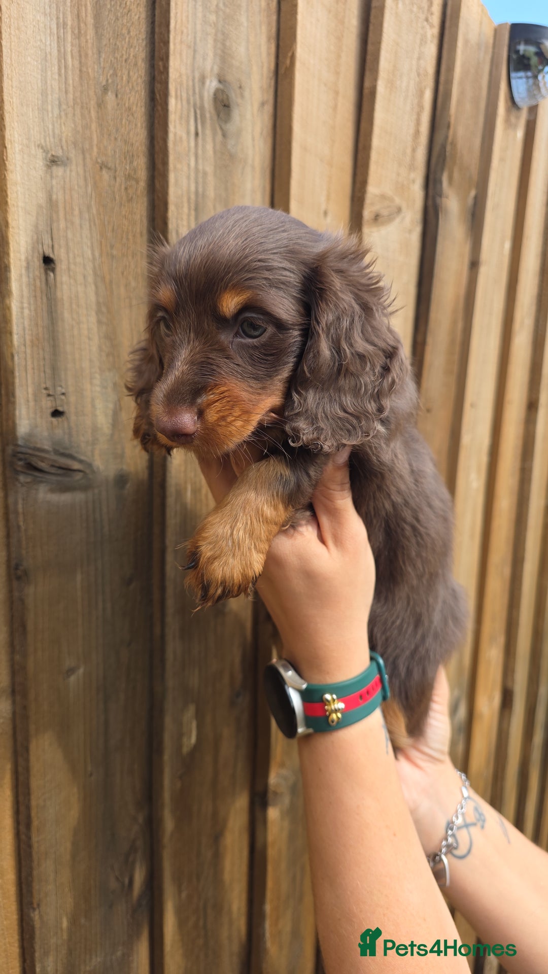 Miniature Dachshund dogs for sale: Beautiful longhaired dachshund girl  - Image 1