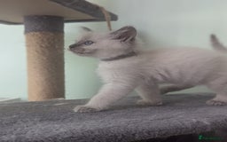 Ragdoll cats for sale: Beautiful gccf registered kittens - Image 25