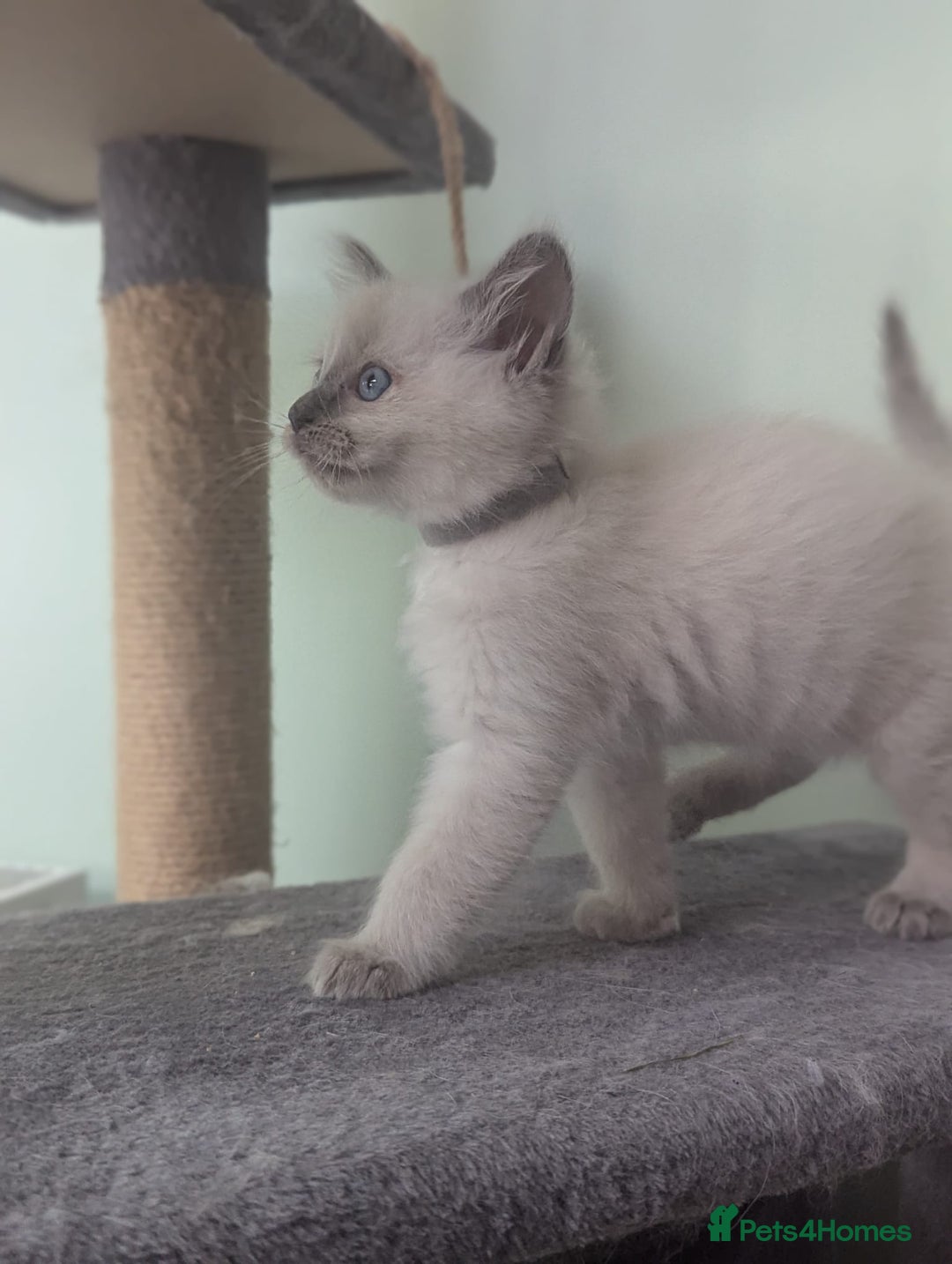 Ragdoll cats for sale: Beautiful gccf registered kittens - Image 25