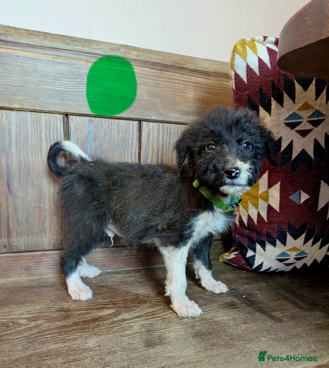 Bordoodle dogs for sale: Standard Bordoodle/Colliepoodle Puppies - Advert 24