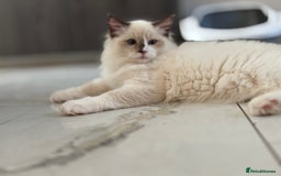 Ragdoll cats for sale: TICA DNA tested 5 Gen Pedigree  - Image 24