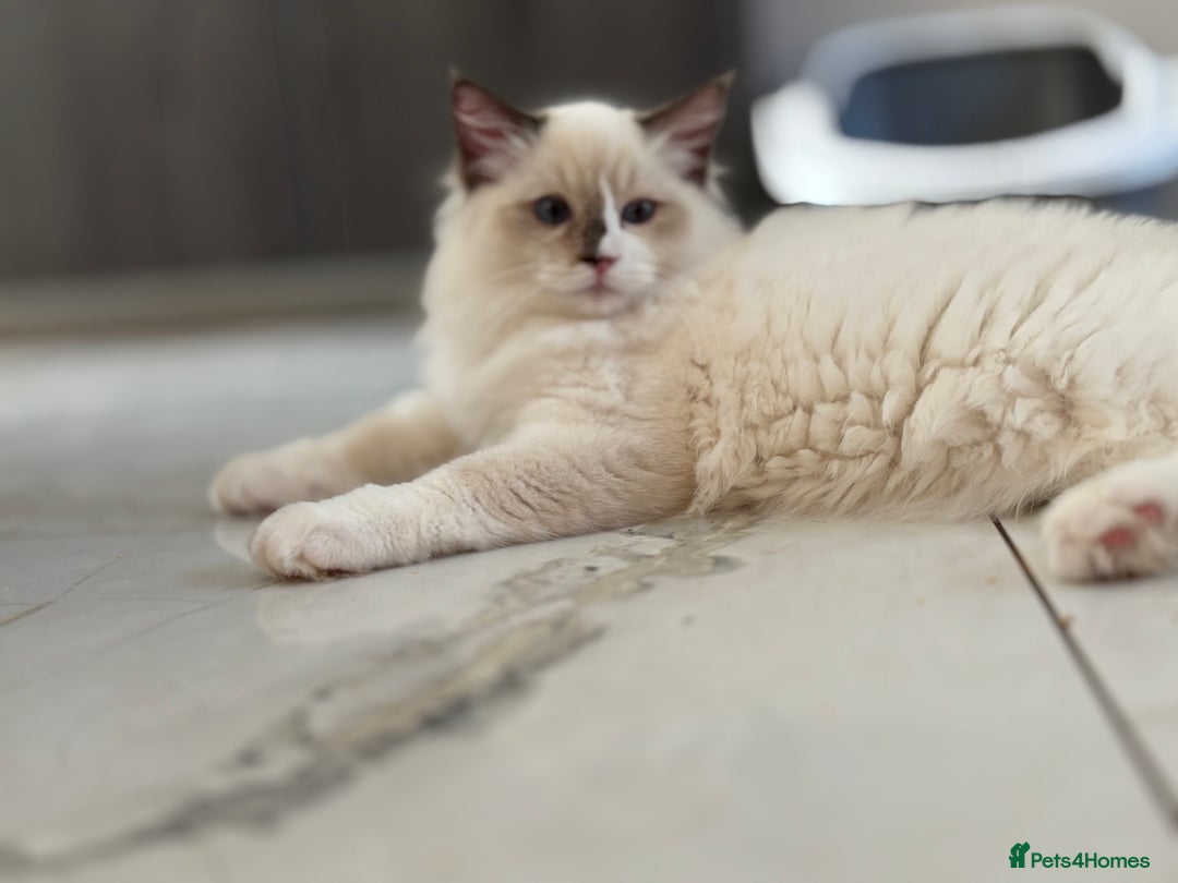 Ragdoll cats for sale: TICA DNA tested 5 Gen Pedigree  - Image 24