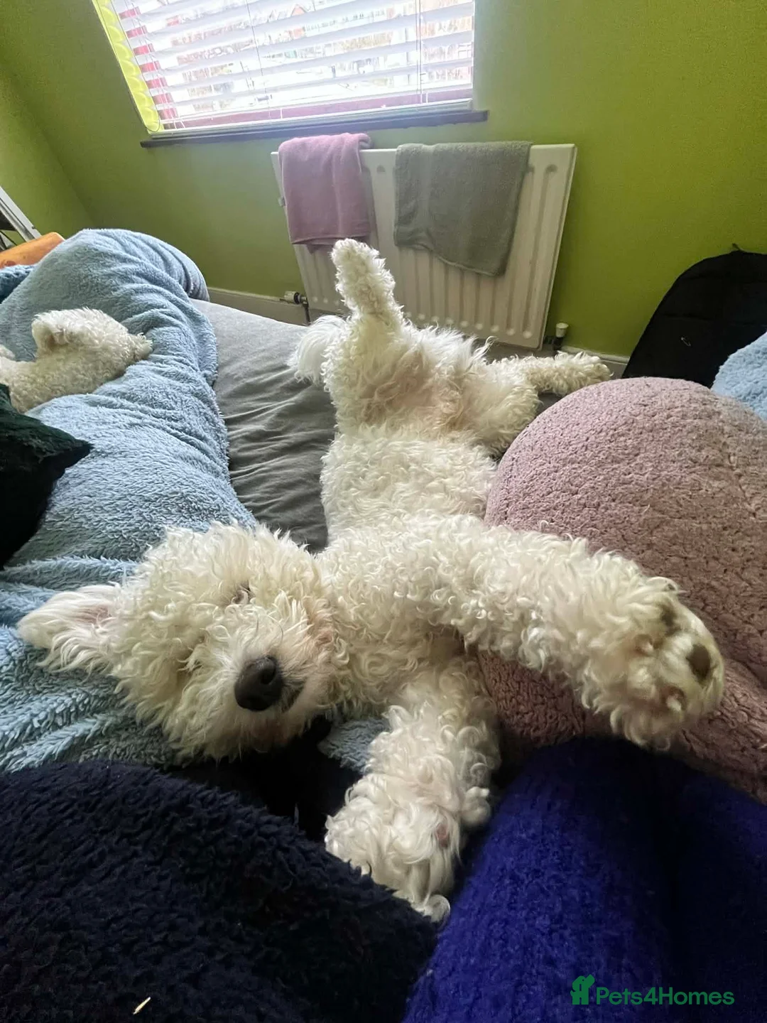 Bichon Frise dogs for stud: Bichon Frise Stud, Friendly Temperament, Belfast - Advert 2