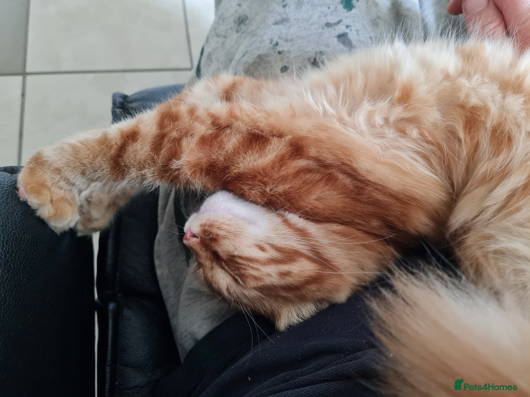 Mixed Breed cats for sale: Male Long haired ginger cat - Advert 2