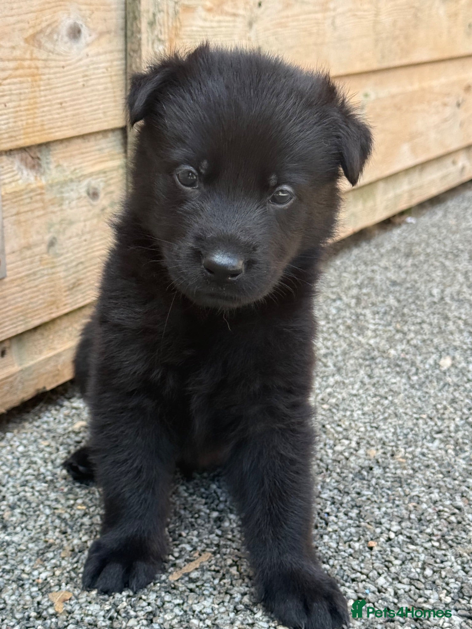 German Shepherd dogs ELITE KC REG CZECH WORKING LINE GSD PUPPIES 🏆 - Advert 1