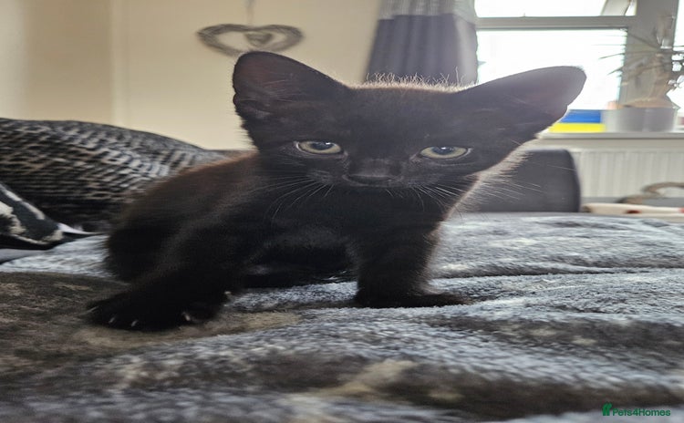 Mixed Breed cats - Advert 13