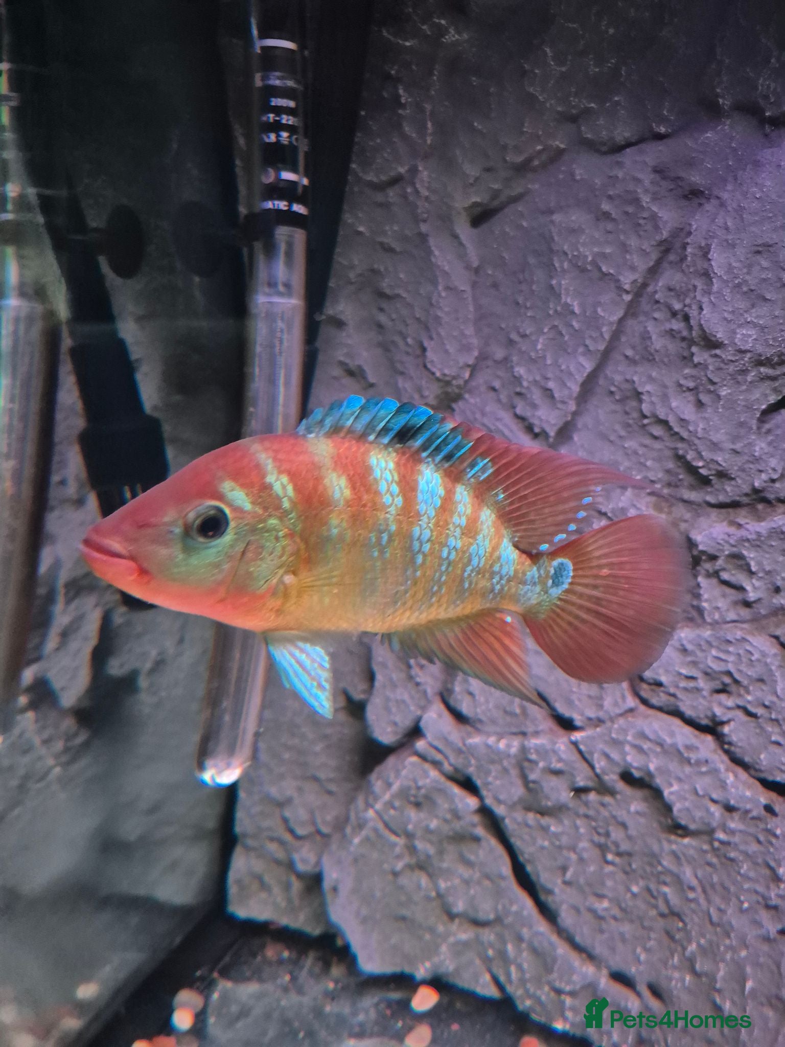 Cichlids fish Red Terror - Advert 1