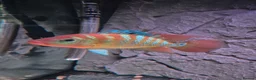 Cichlids fish for sale: Red Terror in Thetford - Advert 1