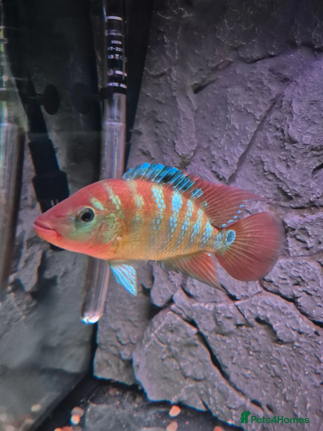 Cichlids fish for sale: Red Terror in Thetford - Advert 1