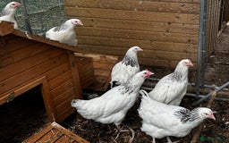 Chickens poultry for sale: Point of Lay Chickens - AVAILABLE NOW - Image 9